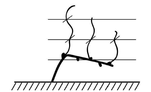 Иллюстрация к книге — Секреты выращивания винограда в любом климате. Проверенные способы формировки винограда [i_014.jpg]