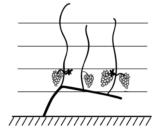 Иллюстрация к книге — Секреты выращивания винограда в любом климате. Проверенные способы формировки винограда [i_015.jpg]
