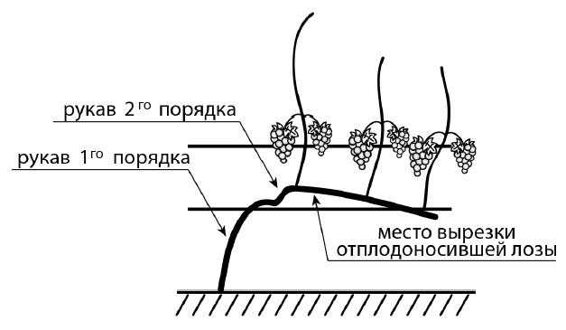 Иллюстрация к книге — Секреты выращивания винограда в любом климате. Проверенные способы формировки винограда [i_017.jpg]