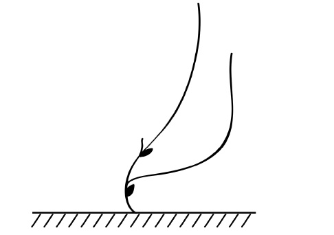 Иллюстрация к книге — Секреты выращивания винограда в любом климате. Проверенные способы формировки винограда [i_028.jpg]