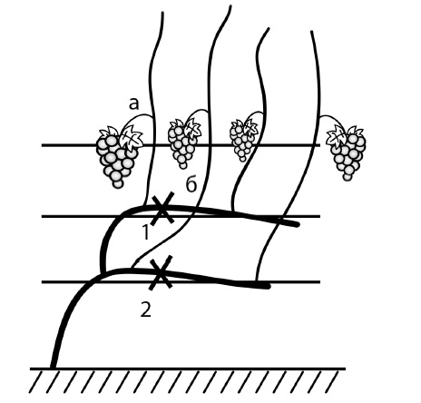 Иллюстрация к книге — Секреты выращивания винограда в любом климате. Проверенные способы формировки винограда [i_030.jpg]