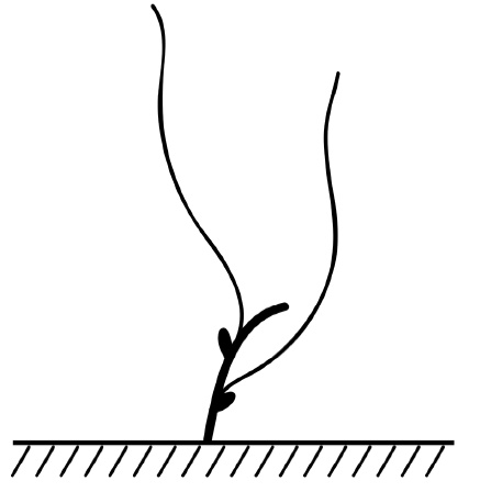 Иллюстрация к книге — Секреты выращивания винограда в любом климате. Проверенные способы формировки винограда [i_032.jpg]