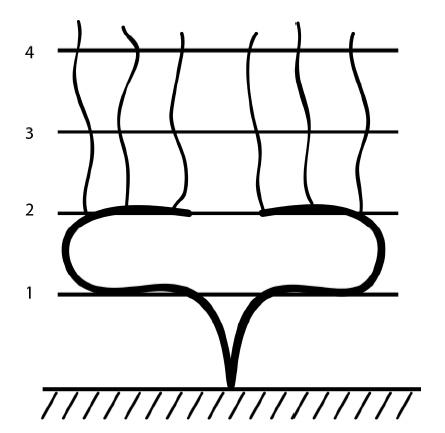Иллюстрация к книге — Секреты выращивания винограда в любом климате. Проверенные способы формировки винограда [i_036.jpg]