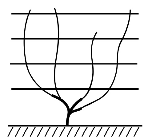 Иллюстрация к книге — Секреты выращивания винограда в любом климате. Проверенные способы формировки винограда [i_039.jpg]