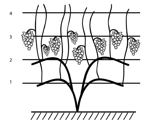 Иллюстрация к книге — Секреты выращивания винограда в любом климате. Проверенные способы формировки винограда [i_040.jpg]