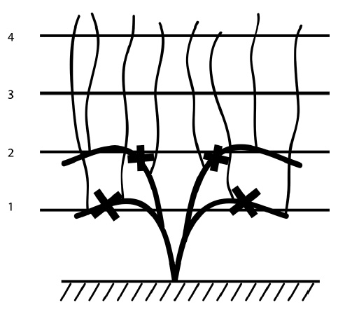 Иллюстрация к книге — Секреты выращивания винограда в любом климате. Проверенные способы формировки винограда [i_041.jpg]