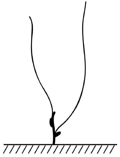 Иллюстрация к книге — Секреты выращивания винограда в любом климате. Проверенные способы формировки винограда [i_046.jpg]