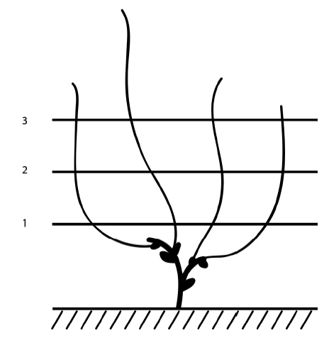 Иллюстрация к книге — Секреты выращивания винограда в любом климате. Проверенные способы формировки винограда [i_048.jpg]
