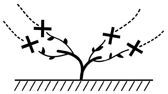 Иллюстрация к книге — Секреты выращивания винограда в любом климате. Проверенные способы формировки винограда [i_049.jpg]
