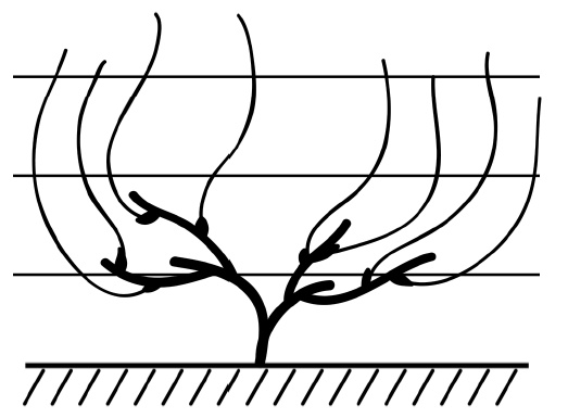 Иллюстрация к книге — Секреты выращивания винограда в любом климате. Проверенные способы формировки винограда [i_050.jpg]