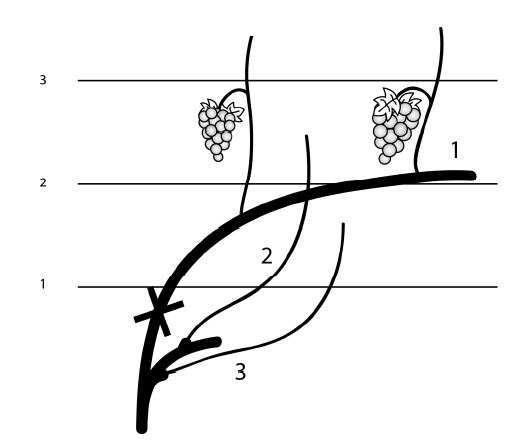 Иллюстрация к книге — Секреты выращивания винограда в любом климате. Проверенные способы формировки винограда [i_052.jpg]