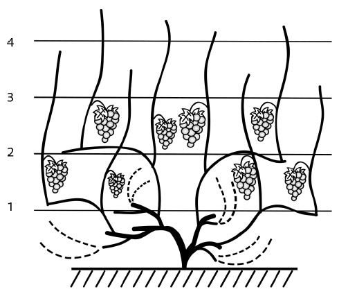 Иллюстрация к книге — Секреты выращивания винограда в любом климате. Проверенные способы формировки винограда [i_053.jpg]