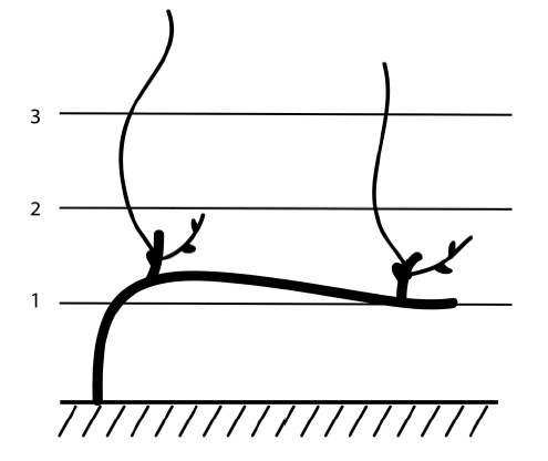 Иллюстрация к книге — Секреты выращивания винограда в любом климате. Проверенные способы формировки винограда [i_062.jpg]