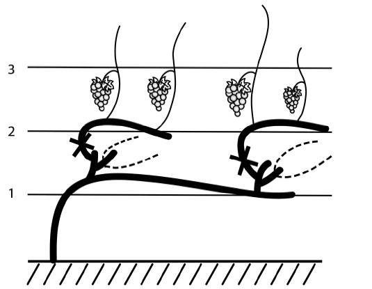 Иллюстрация к книге — Секреты выращивания винограда в любом климате. Проверенные способы формировки винограда [i_063.jpg]