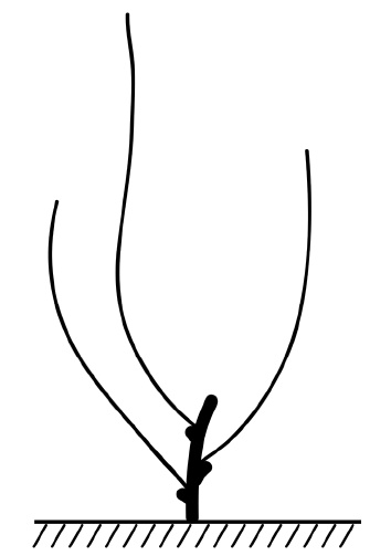 Иллюстрация к книге — Секреты выращивания винограда в любом климате. Проверенные способы формировки винограда [i_066.jpg]