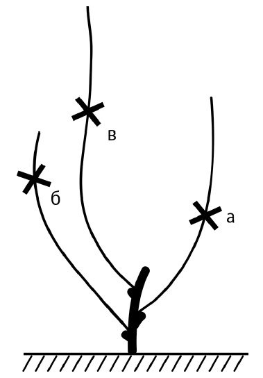 Иллюстрация к книге — Секреты выращивания винограда в любом климате. Проверенные способы формировки винограда [i_067.jpg]