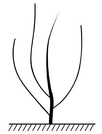 Иллюстрация к книге — Секреты выращивания винограда в любом климате. Проверенные способы формировки винограда [i_070.jpg]