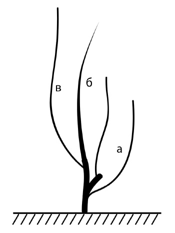 Иллюстрация к книге — Секреты выращивания винограда в любом климате. Проверенные способы формировки винограда [i_072.jpg]