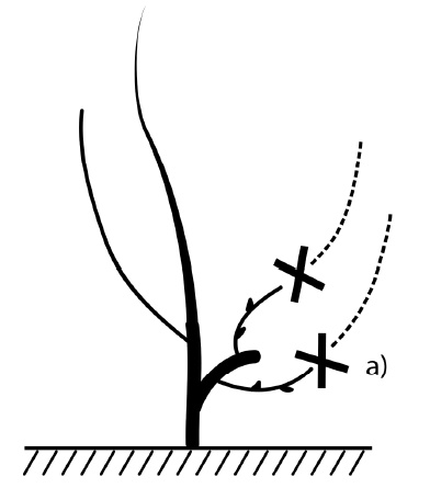 Иллюстрация к книге — Секреты выращивания винограда в любом климате. Проверенные способы формировки винограда [i_073.jpg]