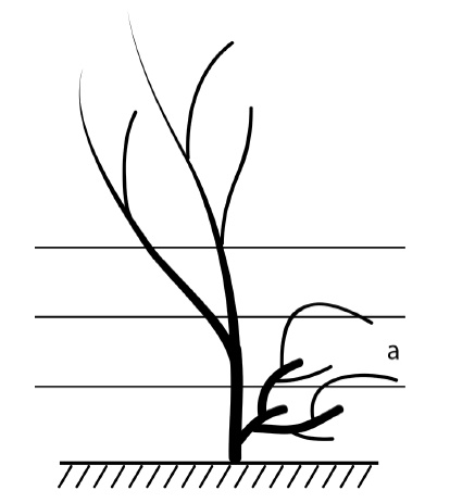 Иллюстрация к книге — Секреты выращивания винограда в любом климате. Проверенные способы формировки винограда [i_075.jpg]