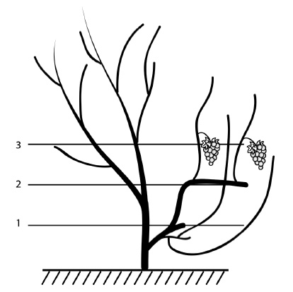 Иллюстрация к книге — Секреты выращивания винограда в любом климате. Проверенные способы формировки винограда [i_077.jpg]