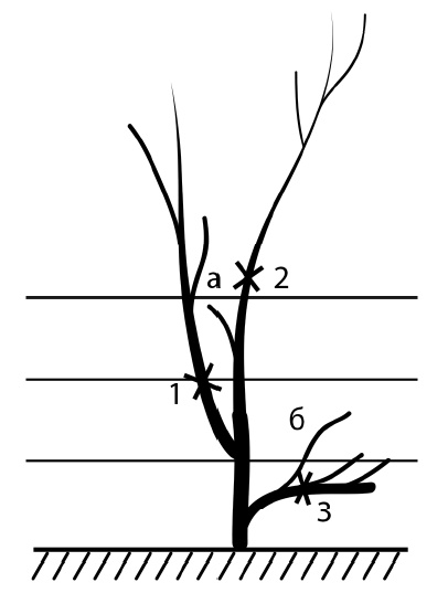 Иллюстрация к книге — Секреты выращивания винограда в любом климате. Проверенные способы формировки винограда [i_078.jpg]