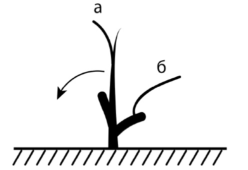 Иллюстрация к книге — Секреты выращивания винограда в любом климате. Проверенные способы формировки винограда [i_079.jpg]