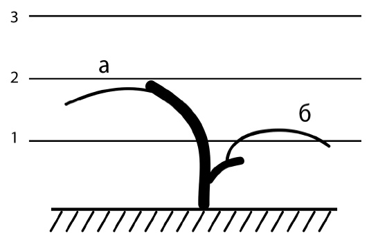 Иллюстрация к книге — Секреты выращивания винограда в любом климате. Проверенные способы формировки винограда [i_080.jpg]