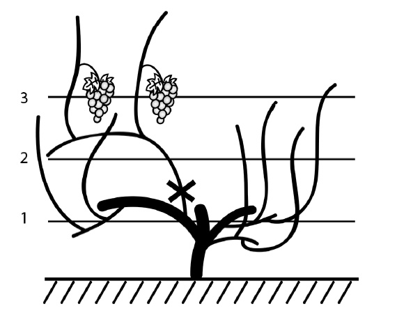 Иллюстрация к книге — Секреты выращивания винограда в любом климате. Проверенные способы формировки винограда [i_084.jpg]