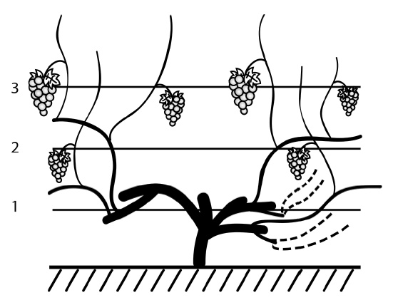 Иллюстрация к книге — Секреты выращивания винограда в любом климате. Проверенные способы формировки винограда [i_086.jpg]