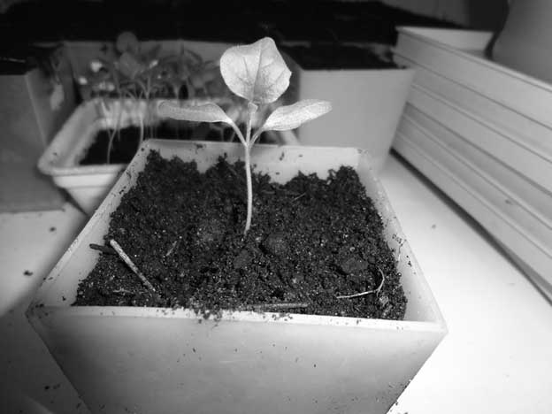 Иллюстрация к книге — Грядка для отличного урожая. Картофель без химии и хлопот, на любой почве [i_005.jpg]