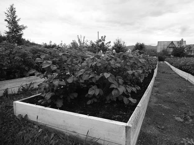 Иллюстрация к книге — Грядка для отличного урожая. Картофель без химии и хлопот, на любой почве [i_030.jpg]