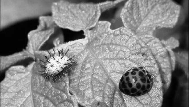 Иллюстрация к книге — Грядка для отличного урожая. Картофель без химии и хлопот, на любой почве [i_037.jpg]