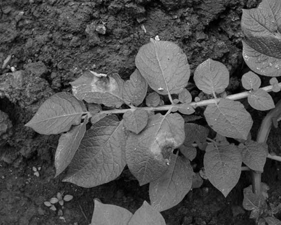 Иллюстрация к книге — Грядка для отличного урожая. Картофель без химии и хлопот, на любой почве [i_041.jpg]