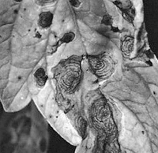 Иллюстрация к книге — Грядка для отличного урожая. Картофель без химии и хлопот, на любой почве [i_043.jpg]