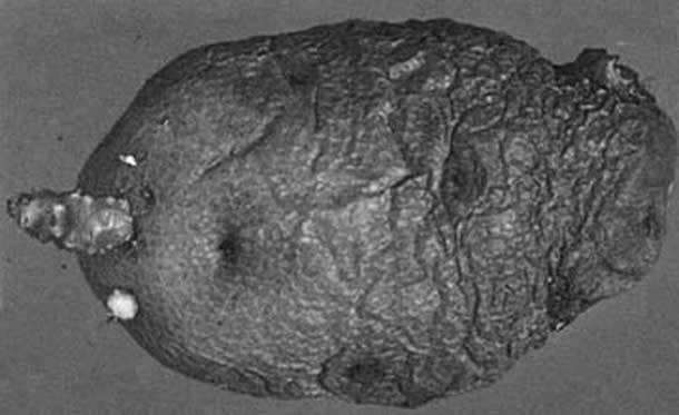 Иллюстрация к книге — Грядка для отличного урожая. Картофель без химии и хлопот, на любой почве [i_044.jpg]