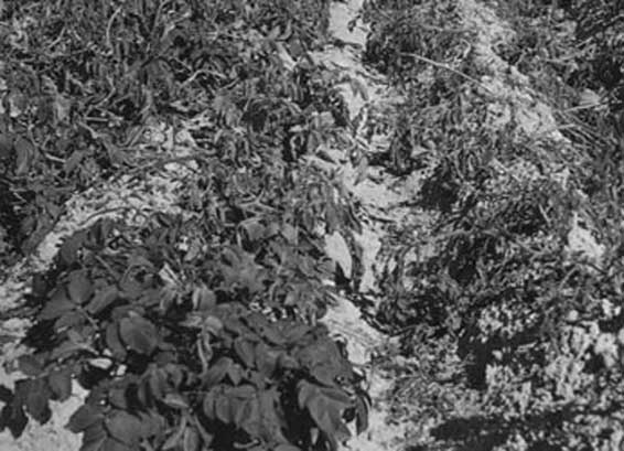 Иллюстрация к книге — Грядка для отличного урожая. Картофель без химии и хлопот, на любой почве [i_045.jpg]