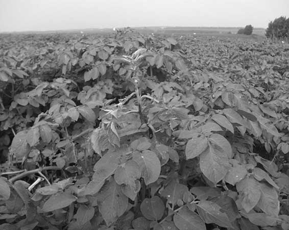 Иллюстрация к книге — Грядка для отличного урожая. Картофель без химии и хлопот, на любой почве [i_047.jpg]