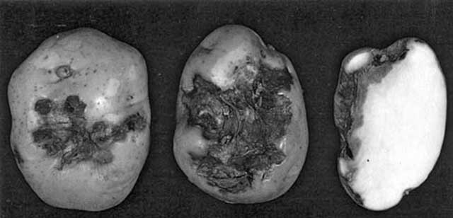 Иллюстрация к книге — Грядка для отличного урожая. Картофель без химии и хлопот, на любой почве [i_051.jpg]