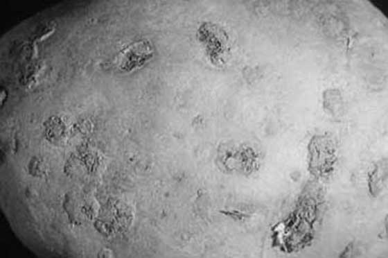 Иллюстрация к книге — Грядка для отличного урожая. Картофель без химии и хлопот, на любой почве [i_053.jpg]