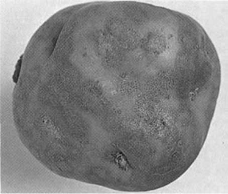 Иллюстрация к книге — Грядка для отличного урожая. Картофель без химии и хлопот, на любой почве [i_054.jpg]