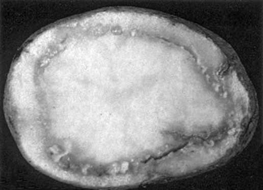 Иллюстрация к книге — Грядка для отличного урожая. Картофель без химии и хлопот, на любой почве [i_056.jpg]