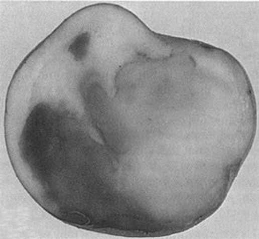 Иллюстрация к книге — Грядка для отличного урожая. Картофель без химии и хлопот, на любой почве [i_057.jpg]