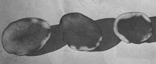 Иллюстрация к книге — Грядка для отличного урожая. Картофель без химии и хлопот, на любой почве [i_060.jpg]