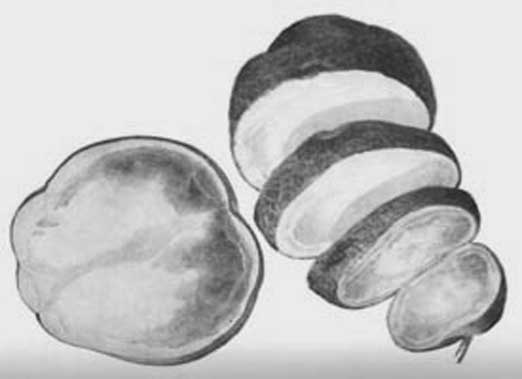 Иллюстрация к книге — Грядка для отличного урожая. Картофель без химии и хлопот, на любой почве [i_061.jpg]