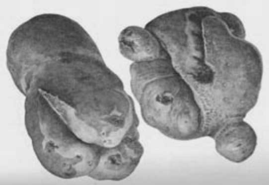 Иллюстрация к книге — Грядка для отличного урожая. Картофель без химии и хлопот, на любой почве [i_065.jpg]