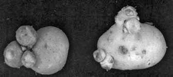 Иллюстрация к книге — Грядка для отличного урожая. Картофель без химии и хлопот, на любой почве [i_066.jpg]