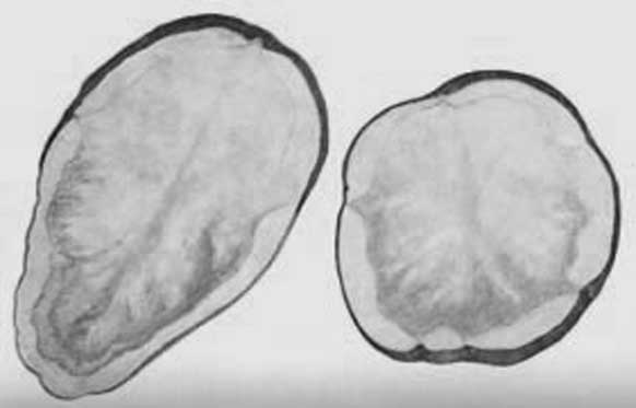 Иллюстрация к книге — Грядка для отличного урожая. Картофель без химии и хлопот, на любой почве [i_068.jpg]