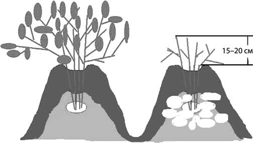 Иллюстрация к книге — Грядка для отличного урожая. Картофель без химии и хлопот, на любой почве [i_070.jpg]