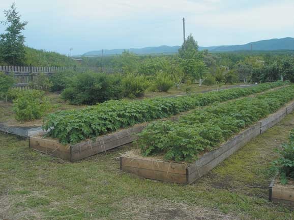 Иллюстрация к книге — Грядка для отличного урожая. Картофель без химии и хлопот, на любой почве [i_073.jpg]